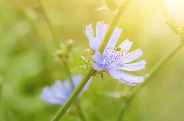 Chicory flower in nature — Stock Photo, Image