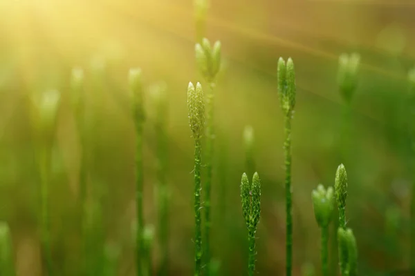 Stagshorn plattlummer, Lycopodium clavatum — Stockfoto