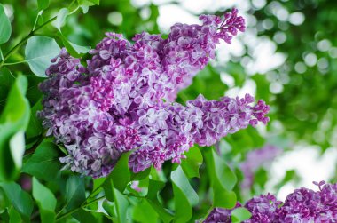 Bahar leylak çiçekleri