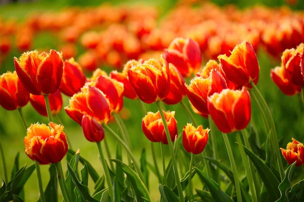 Oranje tulpenbloemen — Stockfoto