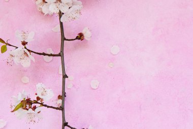 Kayısı çiçekleri çimentoda