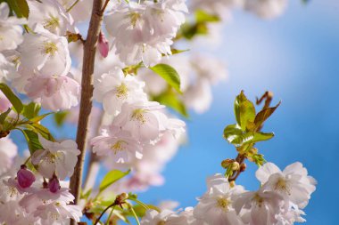 Elma ağacı çiçeği