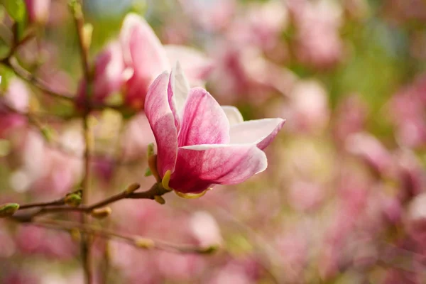 Frühlingsblumen der Magnolie — Stockfoto