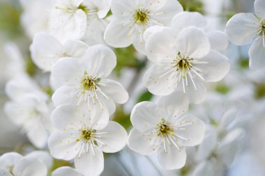 Kiraz çiçekleri çerçevesi