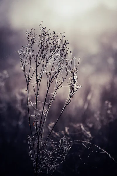 Plante ensoleillée d'automne — Photo