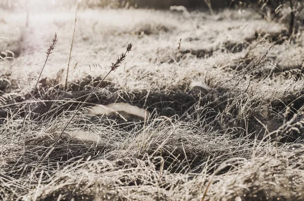 Donmuş çayır çimen — Stok fotoğraf