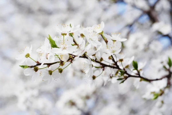 梅春の花 — ストック写真