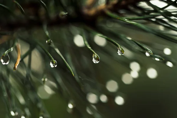 湿的松树 — 图库照片