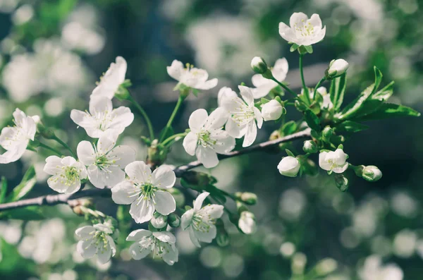 Cherry spring flowers — Stock Photo, Image