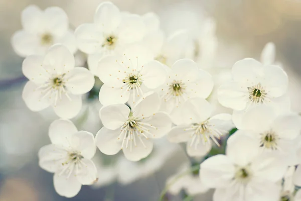 Cornice fiori di ciliegio — Foto Stock