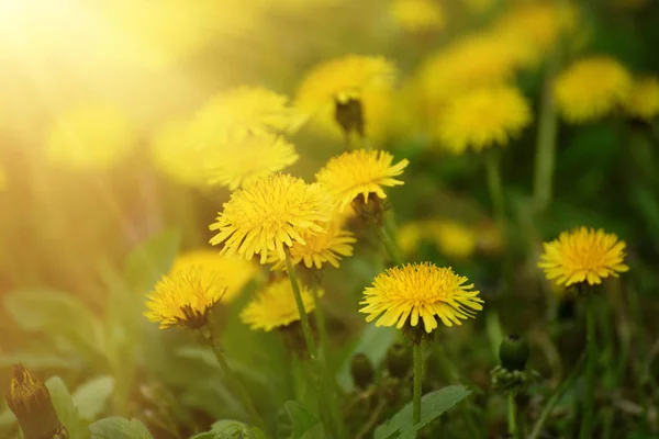 Pissenlit fleur de printemps — Photo