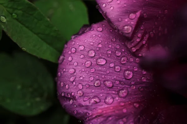 Peônia flor fundo — Fotografia de Stock