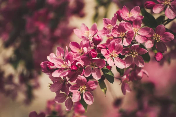 Rode appelbloesems — Stockfoto