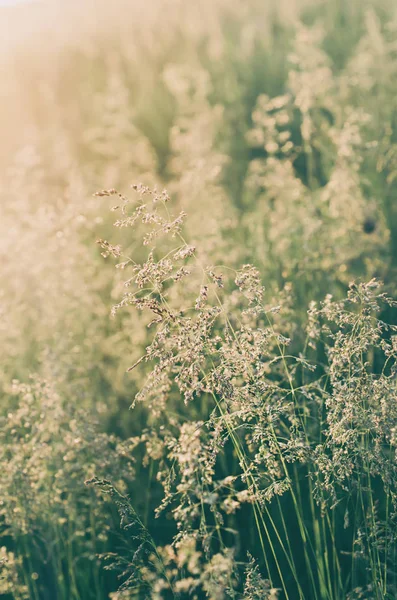 绿草草甸 — 图库照片