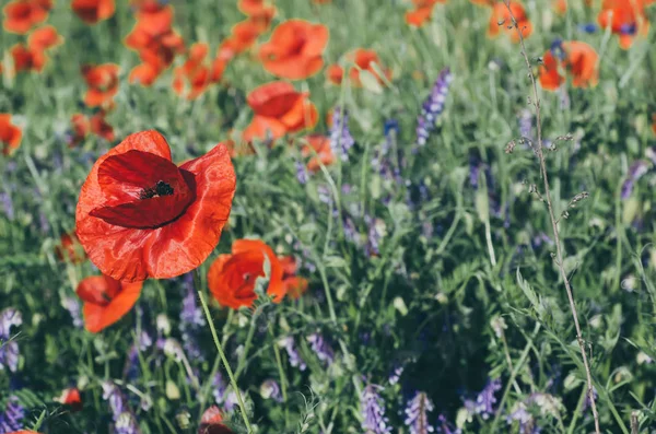 Amapola roja de primavera — Foto de Stock