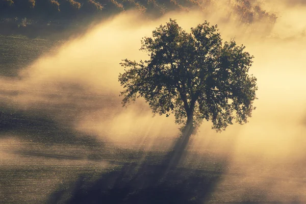Μονό δέντρο στην ομίχλη — Φωτογραφία Αρχείου
