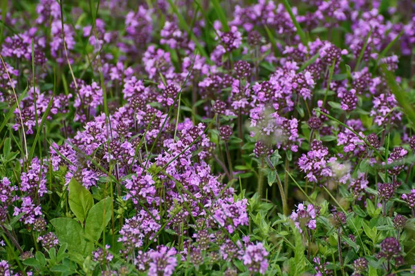 Thymus with flowers — Stock Photo, Image