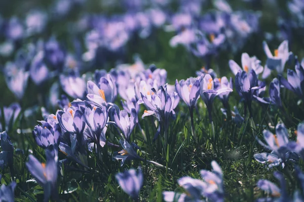 Fiori di croco primaverili — Foto Stock