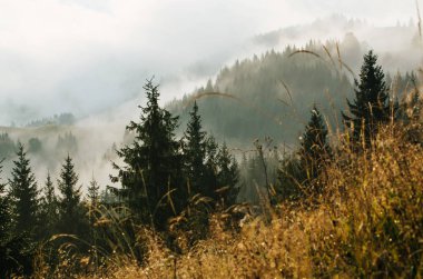 Sisli sabah manzarası