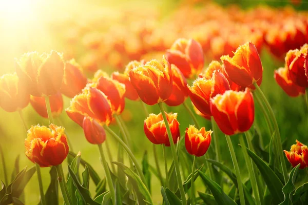 Oranje tulpenbloemen — Stockfoto