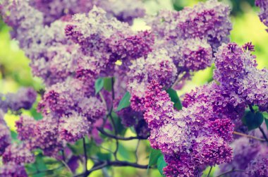 Bahar leylak çiçekleri