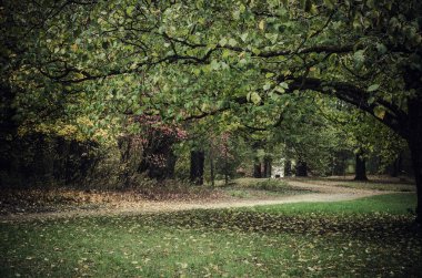 Karanlık kasvetli park