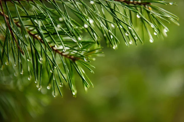 Islak çam ağacı — Stok fotoğraf