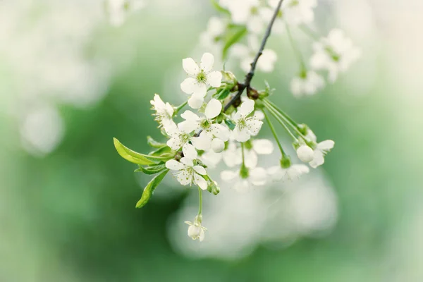 Cerise fleurs de printemps — Photo