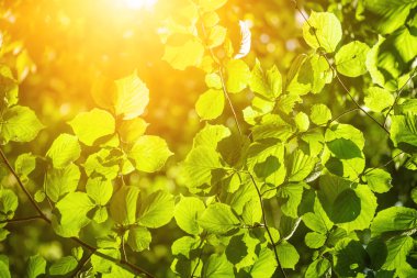 Güneşli yeşil yapraklar