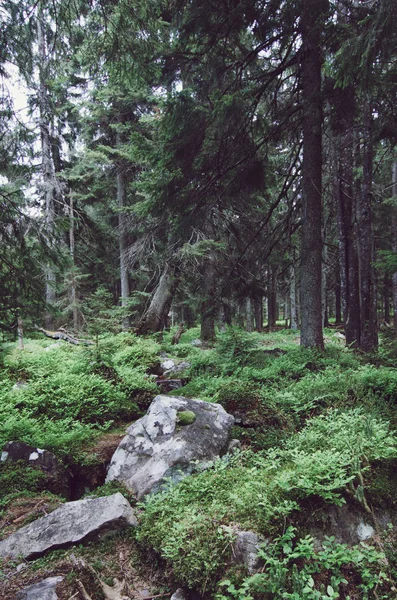 Bosque escandinavo norte — Foto de Stock