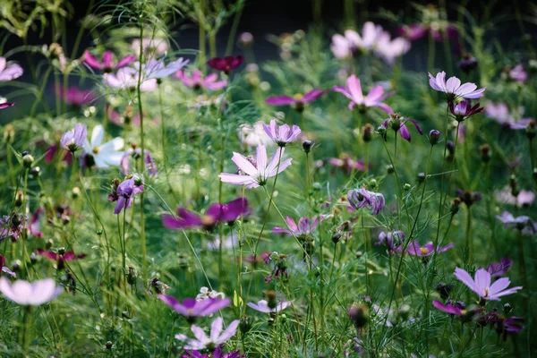 Paarse tere bloemen — Stockfoto