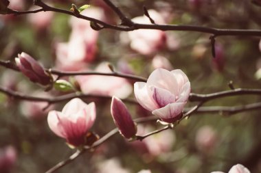 Magnolia bahar çiçekleri