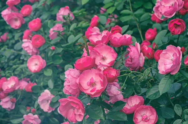 Rosa rosas jardim — Fotografia de Stock