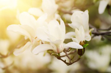 Magnolia bahar çiçekleri