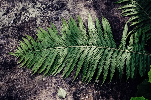 Fern yaprak taş — Stok fotoğraf