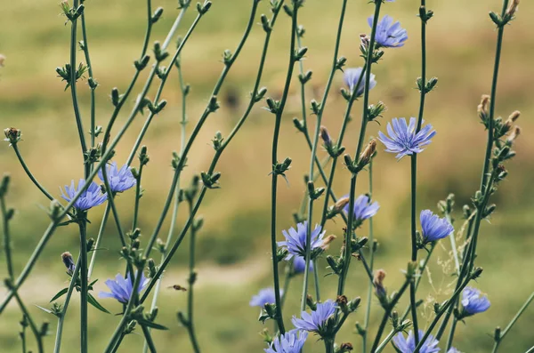 Flor de achicoria en la naturaleza —  Fotos de Stock