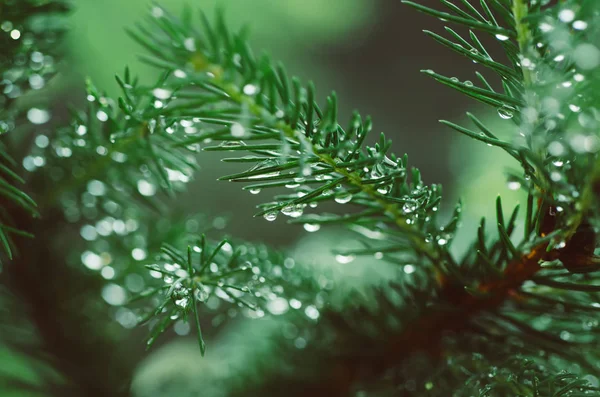 Wet pine tree — Stock Photo, Image