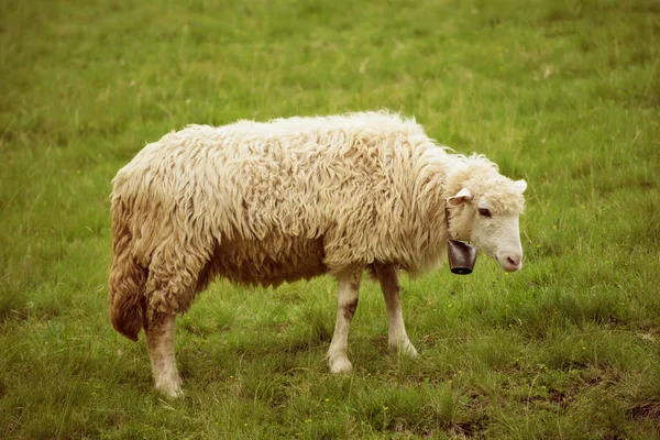 Witte schapen grazen — Stockfoto