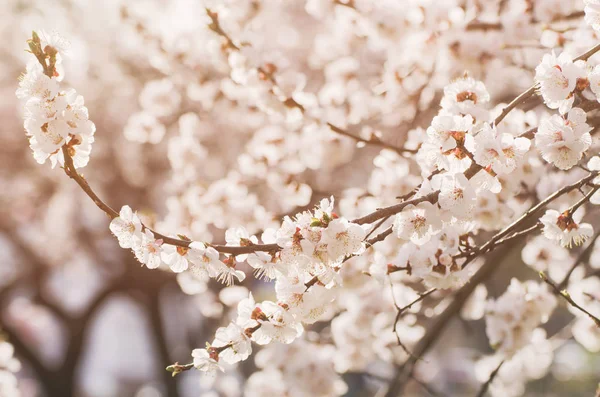 살구 나무의 꽃 — 스톡 사진