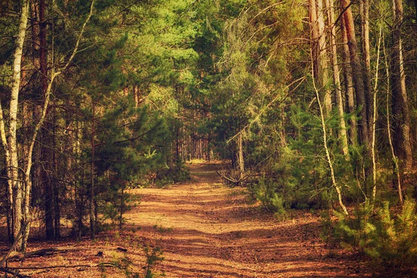 Verão floresta verde — Fotografia de Stock