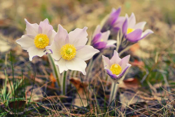 Pasque-flor na natureza — Fotografia de Stock