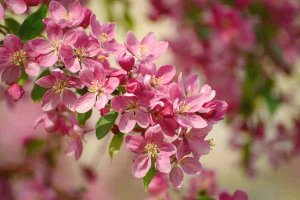 Rote Apfelblüten — Stockfoto