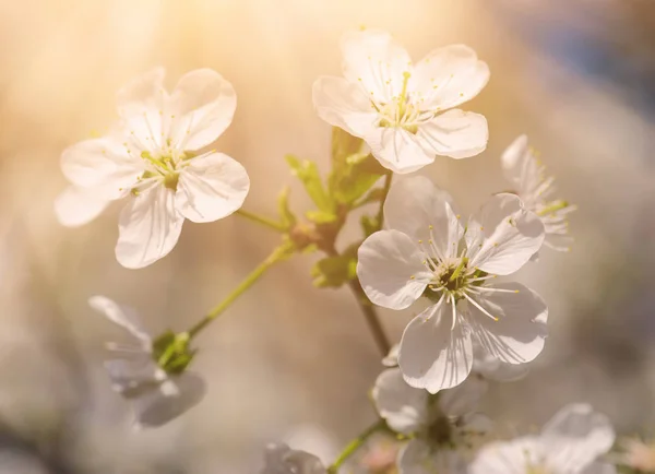 Flores de primavera de cereza —  Fotos de Stock