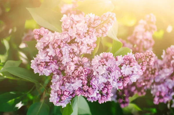 Ramo di fiori lilla — Foto Stock