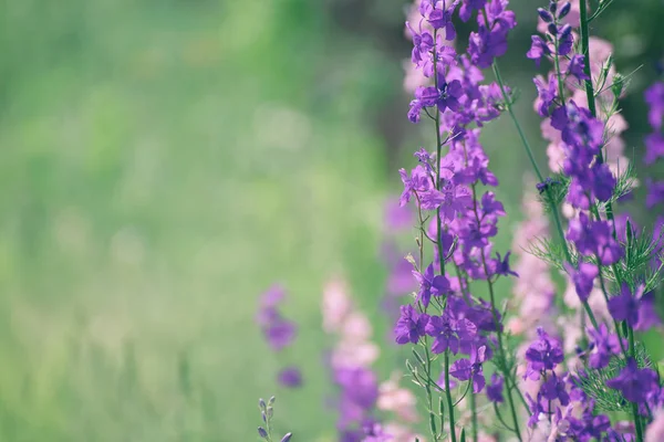 Fondo flores violeta —  Fotos de Stock