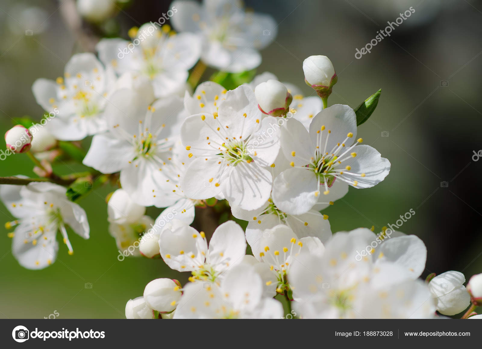 Apricot tree blossoms — Stock Photo © Roxana 188873028