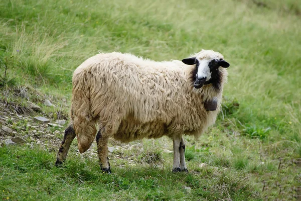 Pâturage moutons blancs — Photo