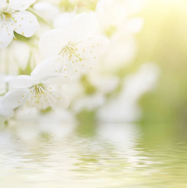 Třešňový květinový rám — Stock fotografie