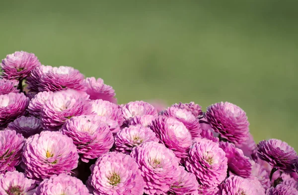 Makroblüten der Chrysantheme — Stockfoto