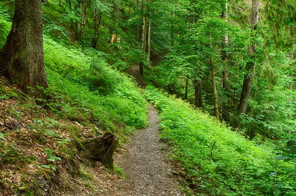 North scandinavian forest — Stock Photo, Image